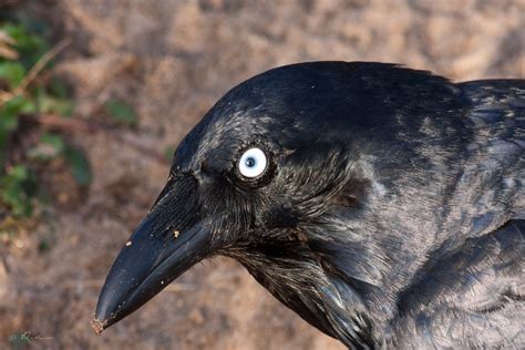 Man in a Raven's eye | BIRDS in BACKYARDS