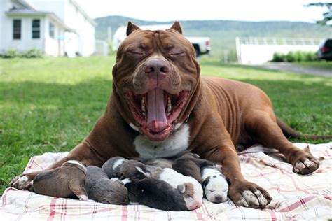 World’s Largest Pitbull “Hulk” Has 8 Puppies Worth Up To Half A Million ...