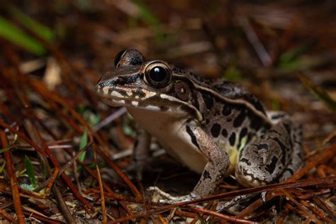 Southern Leopard Frog – Reptiles and Amphibians of Mississippi