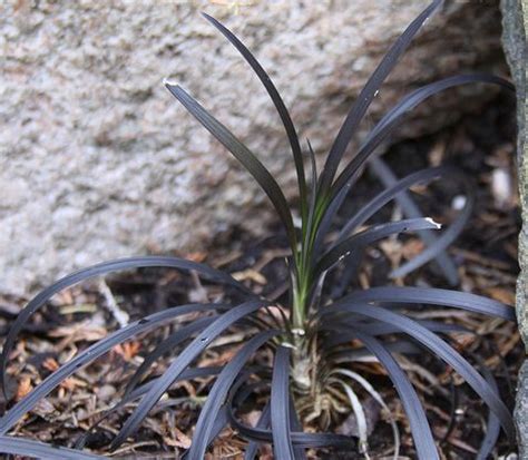 Ophiopogon Plant Growing & Care Guide for Gardeners