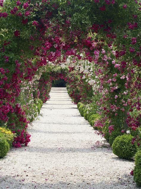 30 Ways to Incorporate Roses into Your Backyard