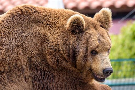 Portrait of Brown Bear in the Zoo. Stock Photo - Image of natural ...