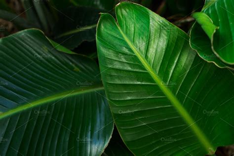 Banana leaves background | High-Quality Nature Stock Photos ~ Creative ...