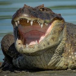 Download Crocodile Animal PFP