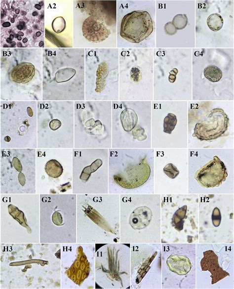 Types Of Fungal Spores