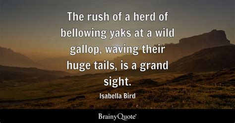 Isabella Bird - The rush of a herd of bellowing yaks at a...