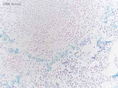 Anti-F4/80 antibody [BM8] (ab16911) | Abcam