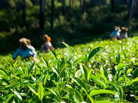 Tea Board of India directs producers to avoid 20 pesticides due to ill ...