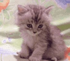 Sleepy Kitten GIF - Find & Share on GIPHY