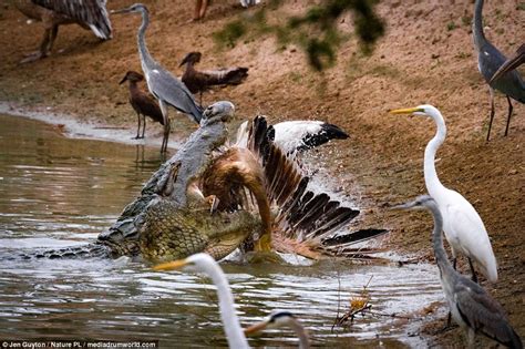 Crocodiles demonstrate incredible hunting skills in Kenya | Daily Mail Online