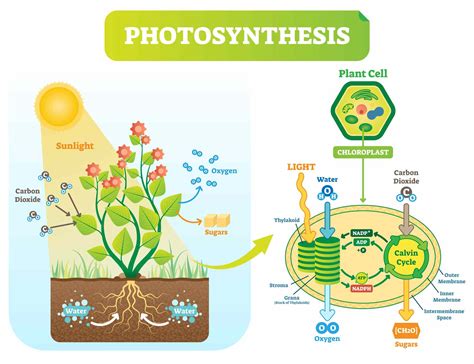 What Are the Products of Photosynthesis?