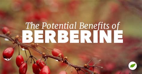 Berberine Benefits to Support Your Health Journey