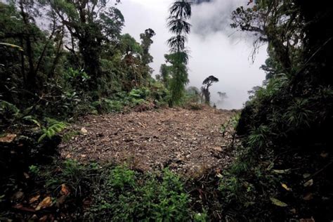 In landslide-prone Colombia, forests can serve as an inexpensive shield