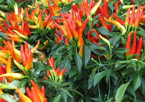 50pcs Thai Sun Hot Pepper Capsicum Ornamental Annuum Chili Seeds Bonsai ...