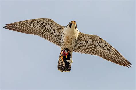 Peregrine Falcon In Flight #3 Photograph by Morris Finkelstein - Fine Art America