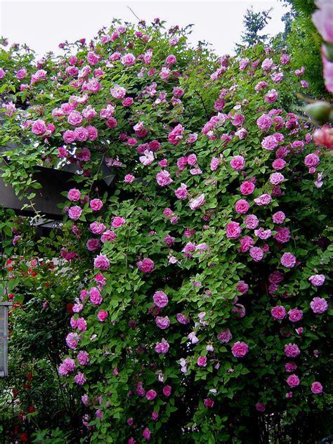 Full Shade Climbing Plants Uk - Mbi Garden Plant