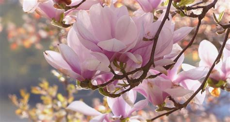 Mississippi State Flower - The Magnolia - ProFlowers Blog