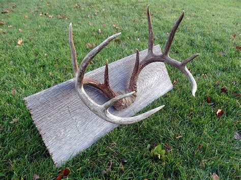 Antler Mount from soleadventure.com | Deer decor, Deer antler decor, Deer antlers