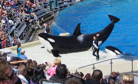 Last Orca Calf to be Born at SeaWorld Dies in San Antonio