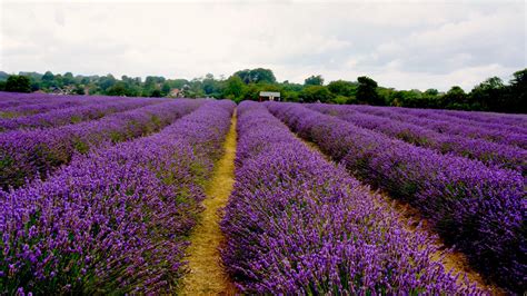 Mayfield Lavender Farm - Aye Wanderful