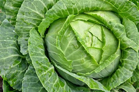 5 Best Varieties Of Cabbage You Should Know