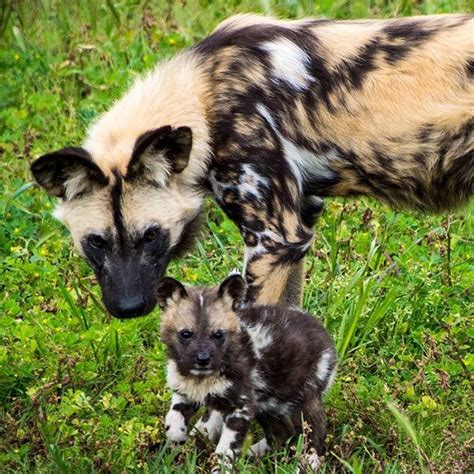 Wild child | African hunting dog, African wild dog, Cute dogs breeds