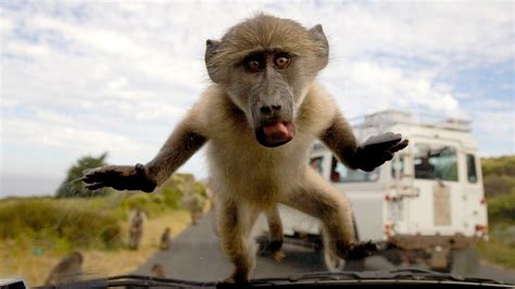 Is This the End For South Africa's Famed Urban Baboons?