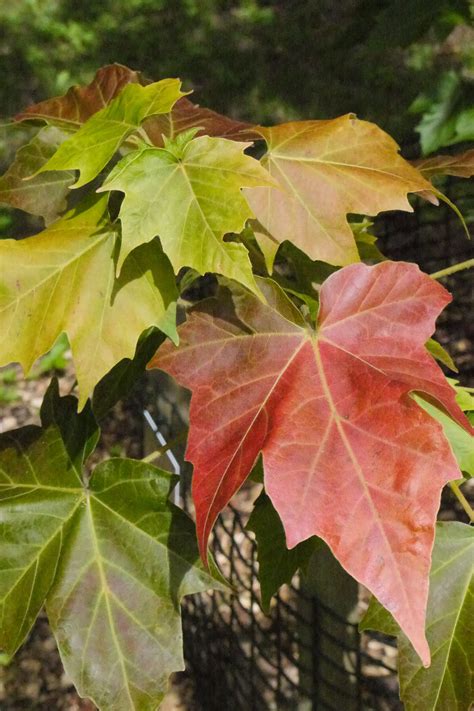 Experts issue red warning over maple tree species at risk of extinction ...