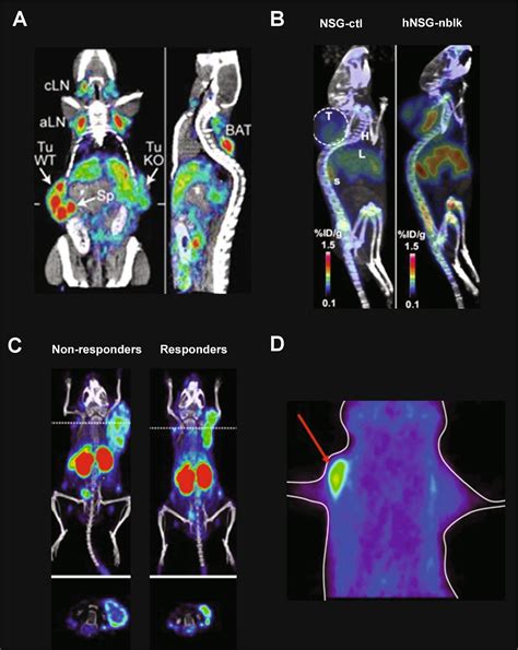 Molecular imaging to enlighten cancer immunotherapies and underlying ...