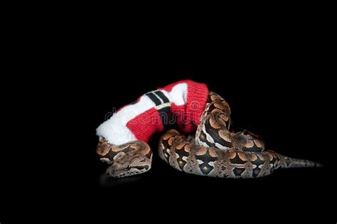 Durmeril`s Boa Snake Wearing Ugly Christmas Holiday Sweater Isolated on Black Stock Photo ...