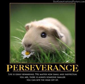 Funny Army Quotes About Perseverance. QuotesGram