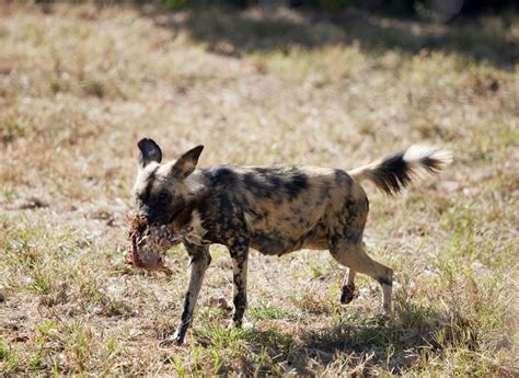 Wild dog eating chicken, North West Province | Wild dogs eat… | Flickr