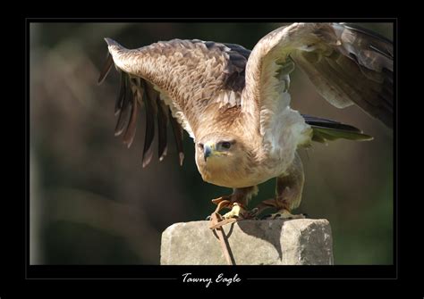 Tawny Eagle | ctxuk | Flickr