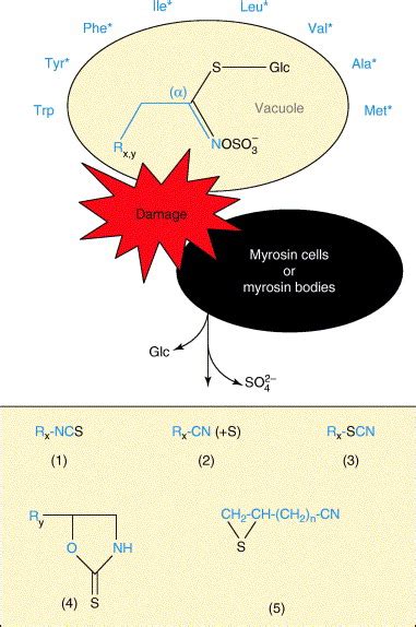 Glucosinolate metabolism and its control: Trends in Plant Science