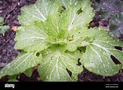 Garden red russian kale hi-res stock photography and images - Alamy