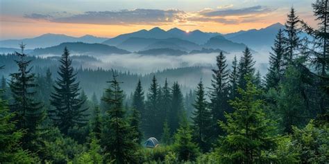 Premium Photo | Small green tent in the middle of a coniferous forest on a foggy mountainside at ...