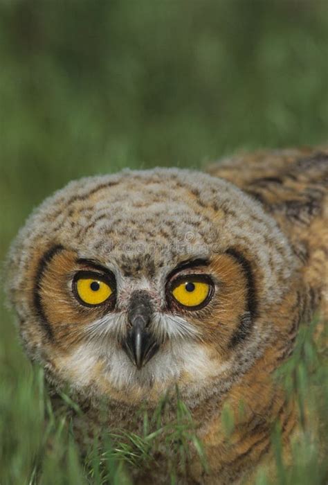 Baby Great Horned Owl stock image. Image of great, horns - 22091937