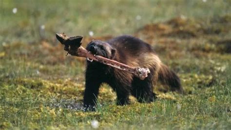 What Do Wolverines Eat?