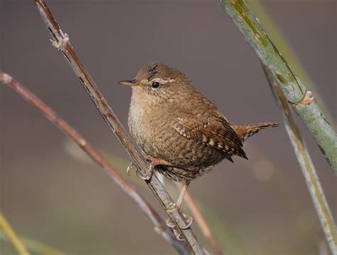 Eurasian Wren | BirdForum