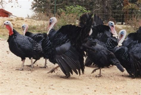 Black Turkey: Great Meat Producers for Small Farm