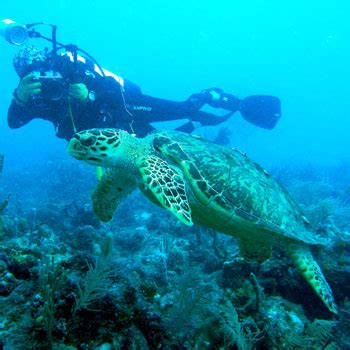 Pickles Main | Pickles Reef | Key Largo, Florida Keys