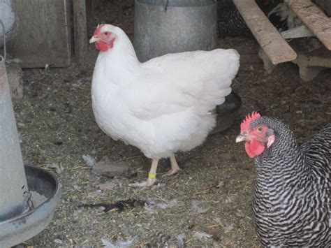 Rhode Island White - Reviews | BackYard Chickens - Learn How to Raise Chickens