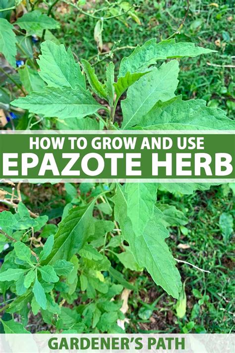 How to Grow and Use Epazote Herb | Gardener's Path