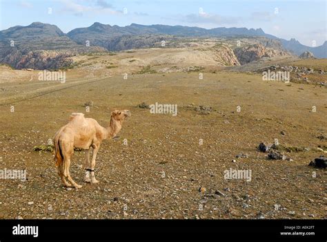 Socotra animals hi-res stock photography and images - Alamy