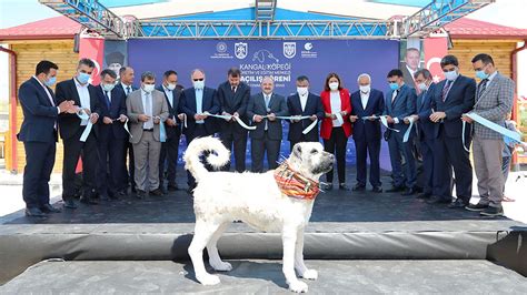 Kangal dog production and training center opened