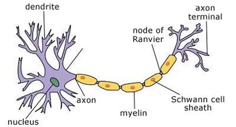 13.2 Neurons - a level biology student