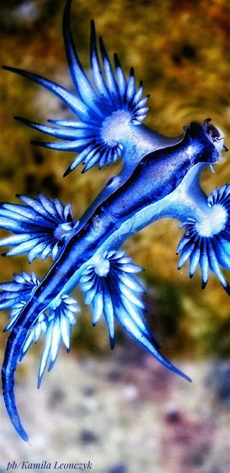 The Blue Dragon sea slug | Animali e animali da compagnia, Animali, Pesce