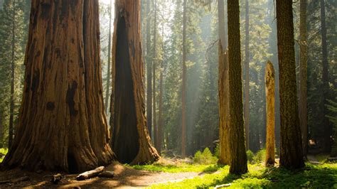 Sequoia National Park Wallpapers - 4k, HD Sequoia National Park Backgrounds on WallpaperBat