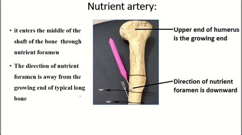 Nutrient Artery Of Humerus