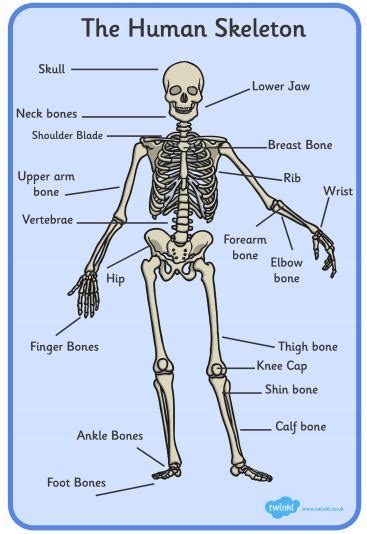 Irregular Bones: Function, Facts, and More! Teaching Wiki